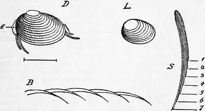 EB1911 Crustacea Fig. 6.—Estheria.jpg