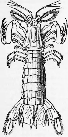 EB1911 Crustacea Fig. 7.—Squilla mantis.jpg