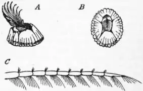 EB1911 Crustacea Fig. 9.—Balanus.jpg