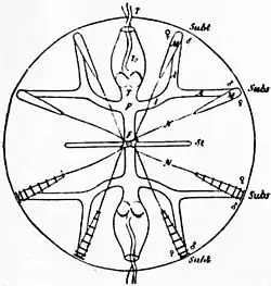 EB1911 Ctenophora Fig. 2.jpg