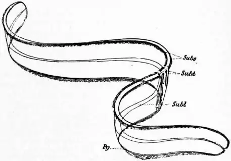 EB1911 Ctenophora Fig. 3.jpg