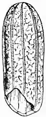 EB1911 Ctenophora Fig. 4.jpg