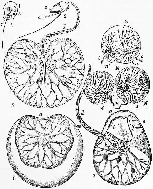 EB1911 Cystoflagellate Protozoa.jpg