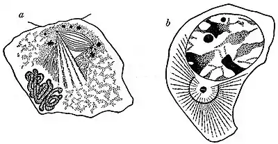 EB1911 Cytology - centrosomes.jpg