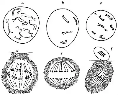 EB1911 Cytology - maturation divisions (1).jpg