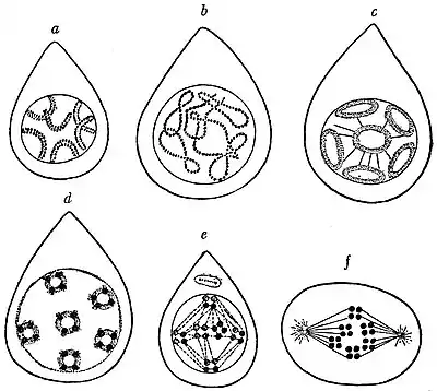 EB1911 Cytology - maturation divisions (2).jpg