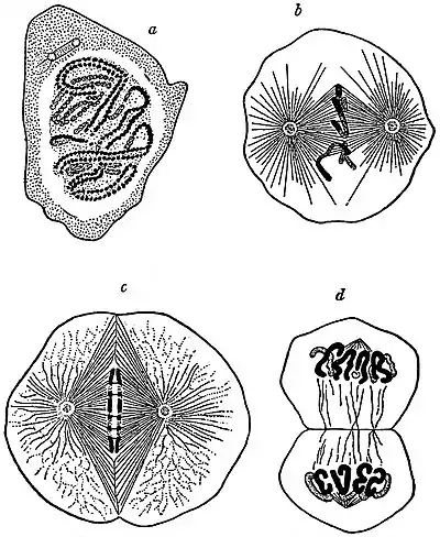 EB1911 Cytology - nuclear division.jpg