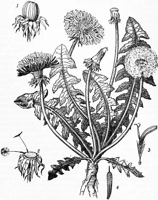 EB1911 Dandelion (Taraxacum officinale).jpg