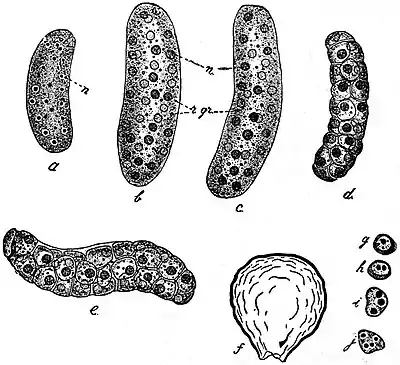 EB1911 Endospora - Bertramia Asperospora.jpg