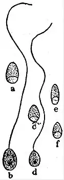 EB1911 Endospora - Glugeidae spores.jpg