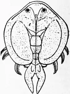 EB1911 Entomostraca Fig. 1.—Dolops ranarum.jpg