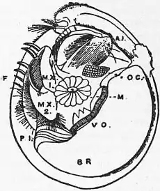 EB1911 Entomostraca Fig. 3.—Asterope arthuri.jpg