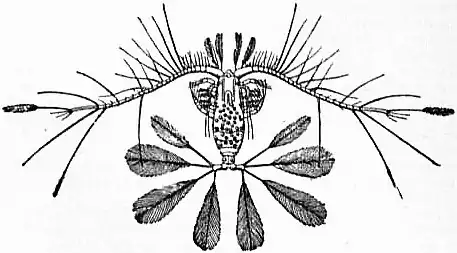 EB1911 Entomostraca Fig. 4.—Calocalanus pavo.jpg