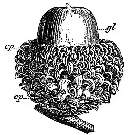 EB1911 Flower - Cupule of Quercus Aegilops.jpg