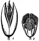 EB1911 Fruit - capsule of Colchicum autumnale.jpg