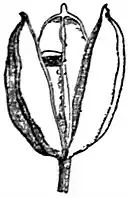 EB1911 Fruit - capsule of Iris.jpg