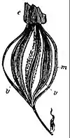 EB1911 Fruit - capsule of Xylobium.jpg