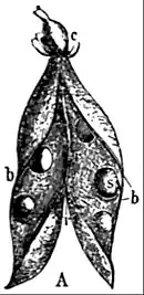 EB1911 Fruit - dry dehiscent pea pod.jpg