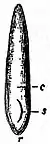 EB1911 Fruit - embryo of Triglochin.jpg