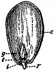 EB1911 Fruit - embryo of the almond.jpg