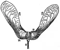 EB1911 Fruit - fruit of Acer pseudoplatanus.jpg