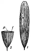 EB1911 Fruit - samara of Fraxinus.jpg