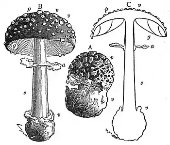 EB1911 Fungi - Amanita muscaria.jpg