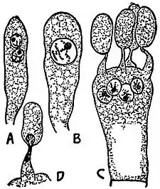 EB1911 Fungi - Armillaria mellea.jpg