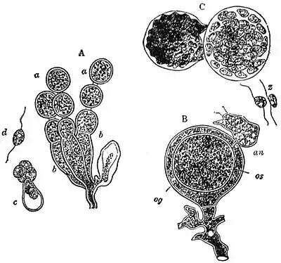 EB1911 Fungi - Cystopus candidus.jpg