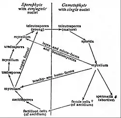 EB1911 Fungi - Cytology of Uredineae.jpg