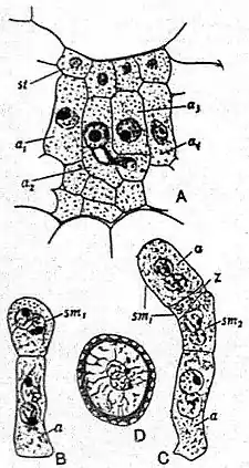 EB1911 Fungi - Phragmidium Violaceum.jpg