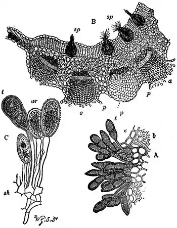 EB1911 Fungi - Puccinia graminis.jpg