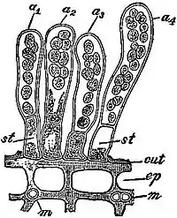 EB1911 Fungi - Taphrina Pruni.jpg