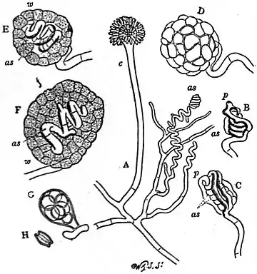 EB1911 Fungi - development of Eurotium repens.jpg