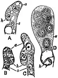 EB1911 Fungi - development of the ascus.jpg