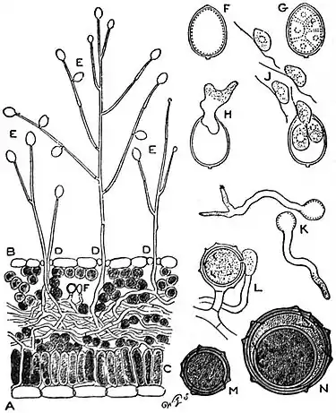 EB1911 Fungi - fungus of potato disease.jpg