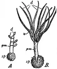 EB1911 Fungi - germinating resting-gonidia.jpg