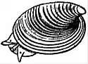 EB1911 Gastropoda - Ancylus fluviatilis.jpg