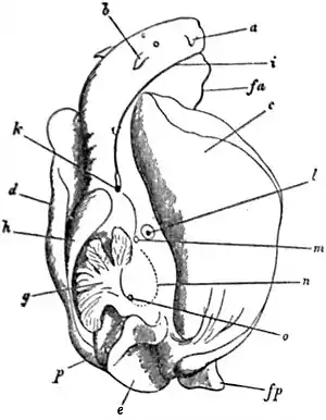 EB1911 Gastropoda - Aplysia leporina.jpg