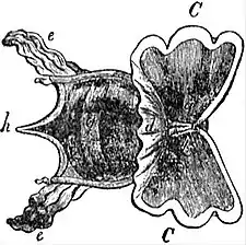 EB1911 Gastropoda - Cavolinia tridentata.jpg