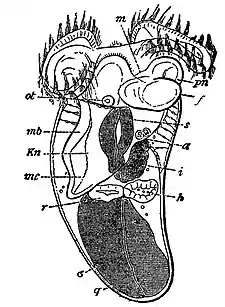 EB1911 Gastropoda - Embryo of Cavolinia tridentata.jpg