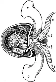 EB1911 Gastropoda - Halopsyche gaudichaudii.jpg