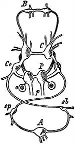 EB1911 Gastropoda - Nervous system of Paludina.jpg