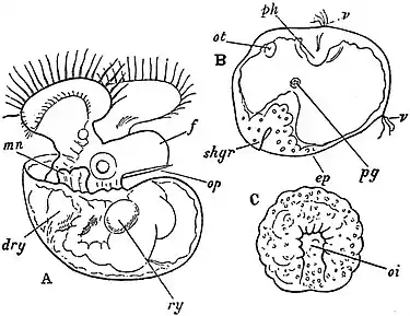 EB1911 Gastropoda - Opisthobranch (Polycera).jpg