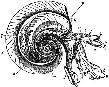 EB1911 Gastropoda - Oxygyrus Keraudrenii.jpg