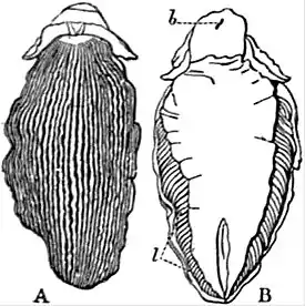 EB1911 Gastropoda - Pleurophyllidia lineata.jpg