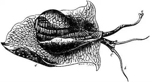 EB1911 Gastropoda - Pyrula laevigata.jpg