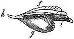 EB1911 Gastropoda - Shell of Cavolinia tridentata.jpg