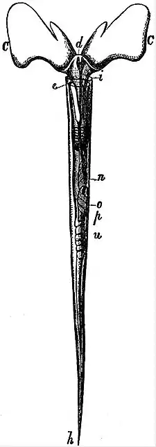 EB1911 Gastropoda - Styliola acicula.jpg