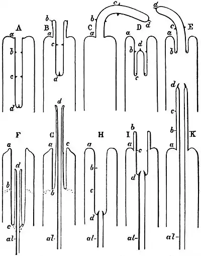 EB1911 Gastropoda - nature of so-called proboscides.jpg